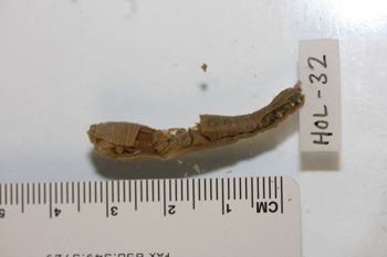 Media type: image;   Invertebrate Zoology HOL-32 Description: Preserved specimen.;
